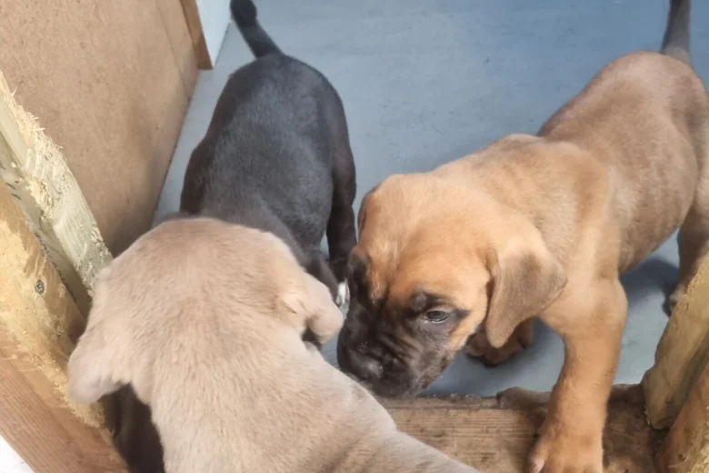 Cane Corso