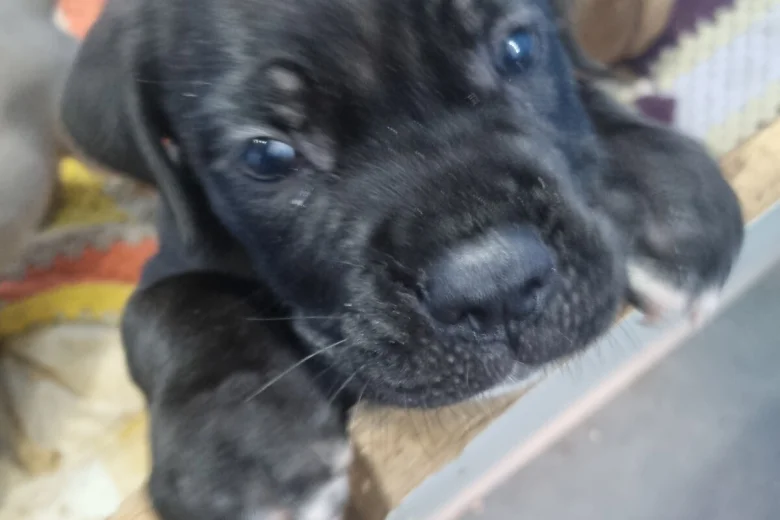 Cane Corso