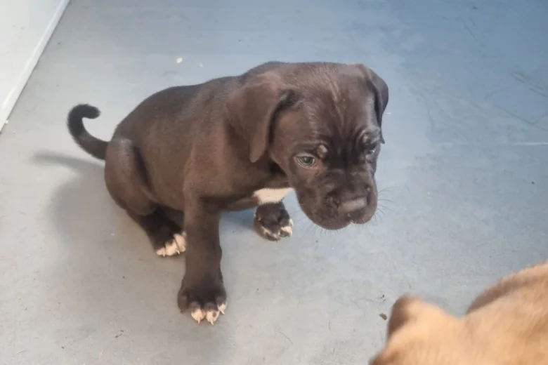 Cane Corso
