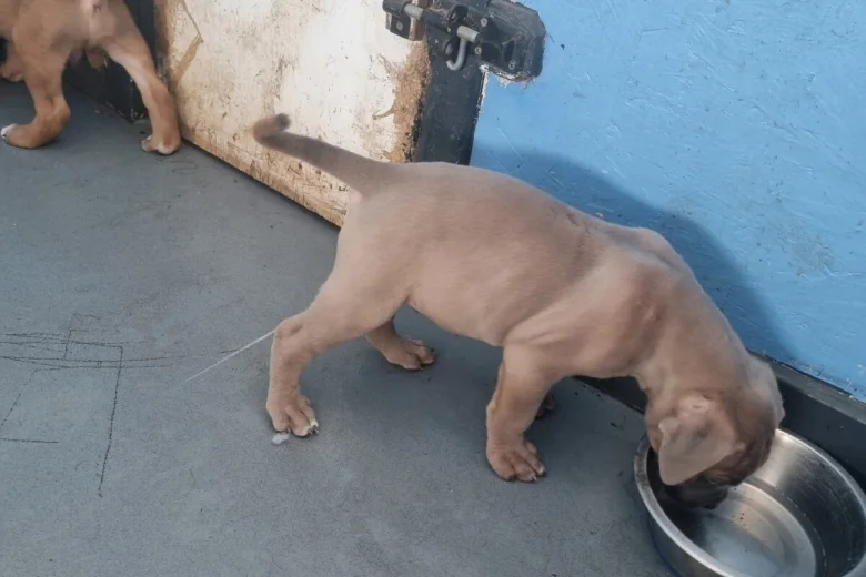 Cane Corso