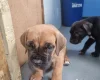 Cane Corso