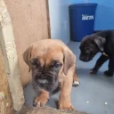 Cane Corso