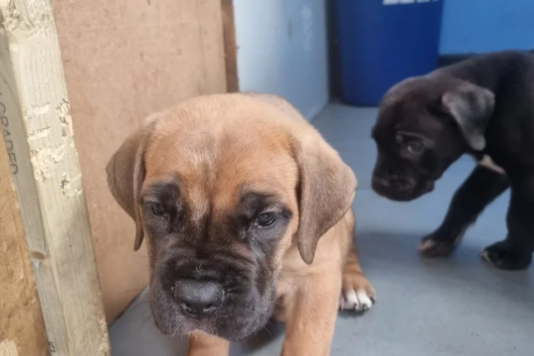 Cane Corso