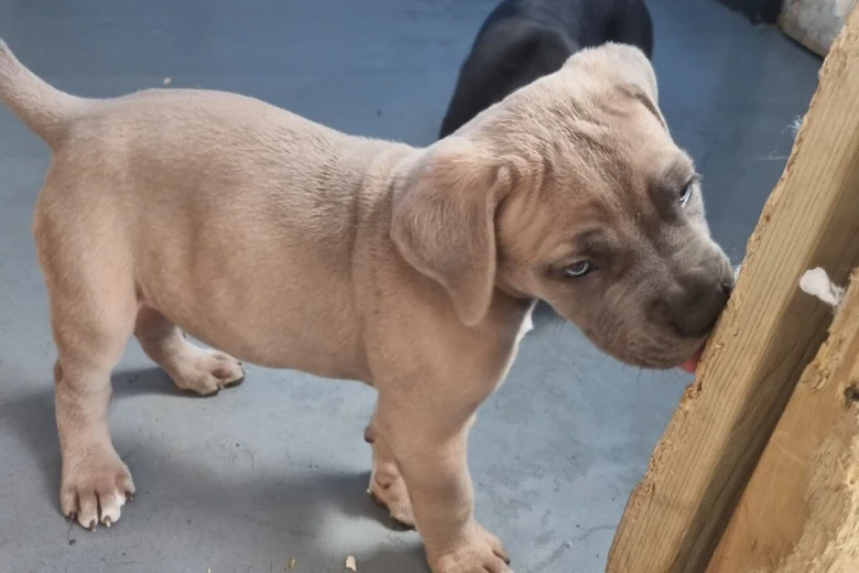 Cane Corso