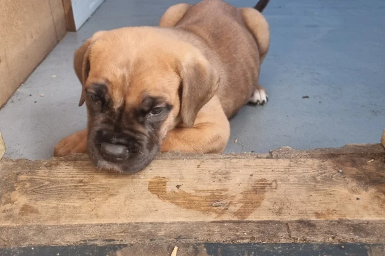 Cane Corso