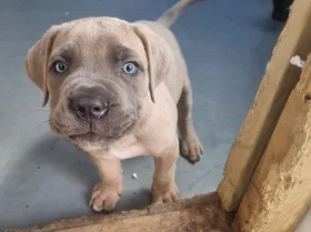 Cane Corso