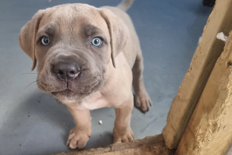 Cane Corso