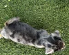 Jack Russell