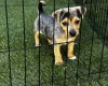 Jack Russell