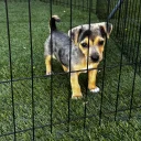 Jack Russell