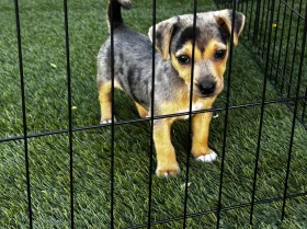 Jack Russell