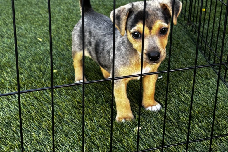 Jack Russell
