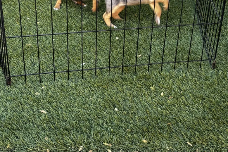 Jack Russell