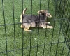 Jack Russell