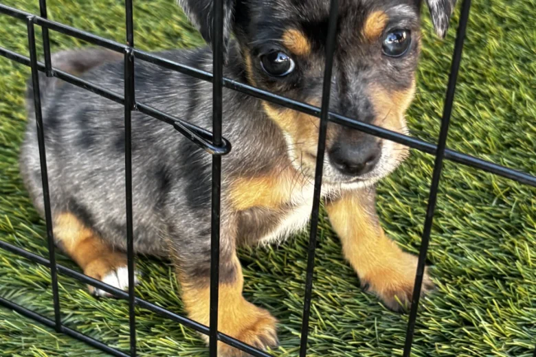 Jack Russell