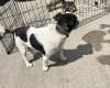 Jack Russell