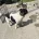 Jack Russell