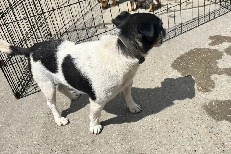Jack Russell