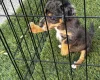Jack Russell