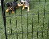 Jack Russell