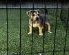 Jack Russell