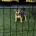 Jack Russell