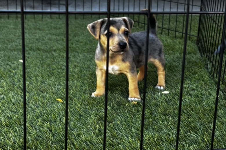 Jack Russell