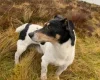 Jack Russell