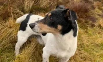 Jack Russell