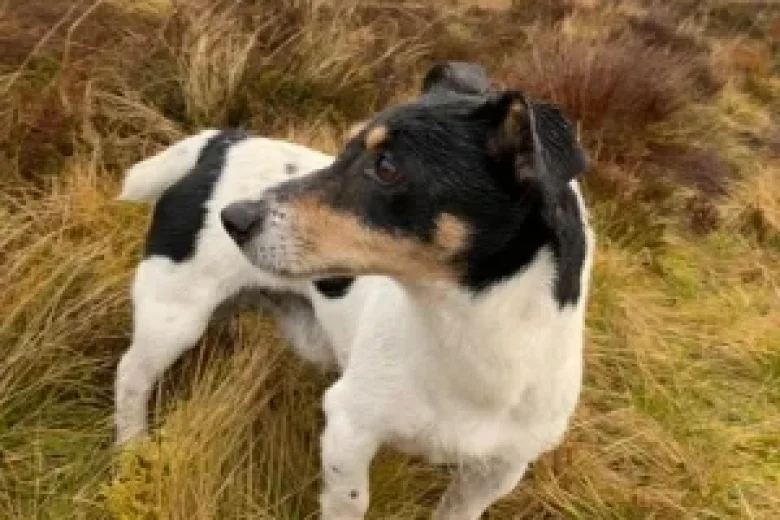 Jack Russell