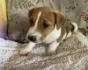 Jack Russell