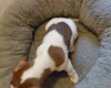 Jack Russell