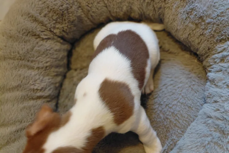 Jack Russell