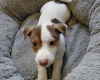 Jack Russell