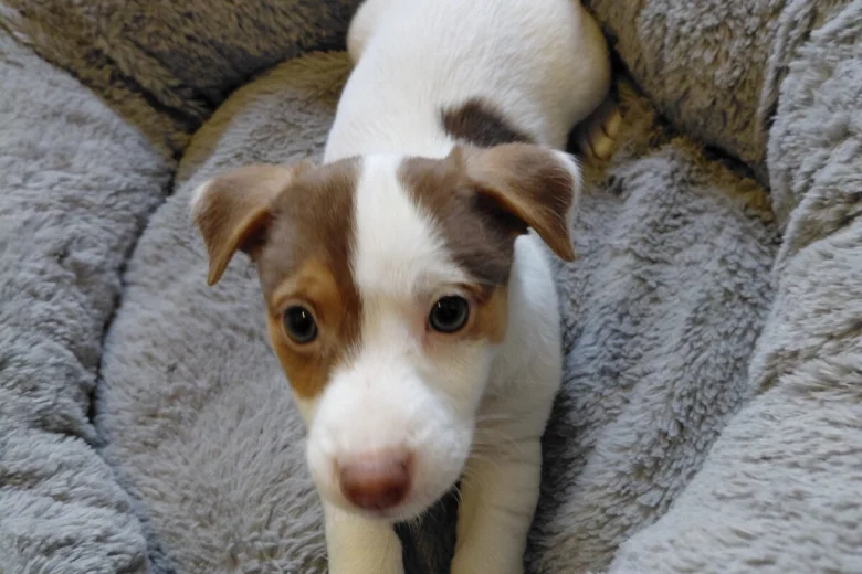 Jack Russell