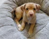 Jack Russell
