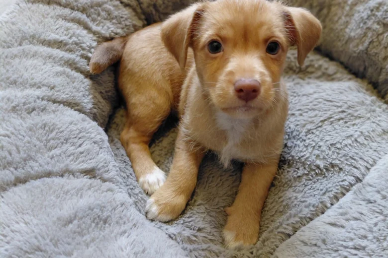 Jack Russell