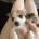 Jack Russell