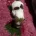 Jack Russell