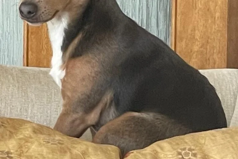 Jack Russell