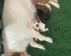 Jack Russell