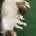 Jack Russell