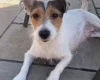 Jack Russell