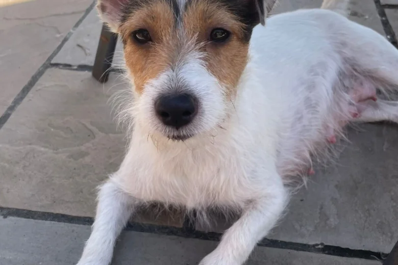Jack Russell