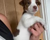 Jack Russell