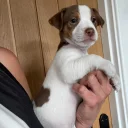 Jack Russell