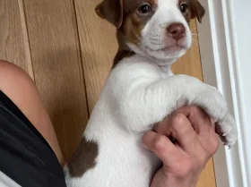 Jack Russell