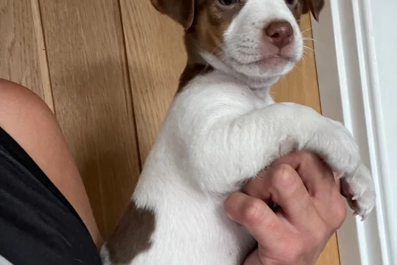 Jack Russell