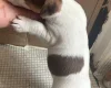 Jack Russell