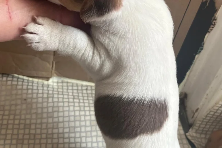 Jack Russell